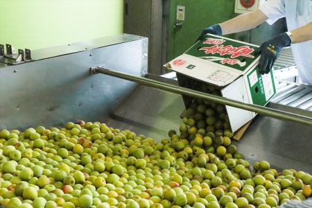 チョーヤ梅酒 和歌山県産「南高梅」の漬け込みを開始 チョーヤ梅酒 和歌山県産「南高梅」の漬け込みを開始