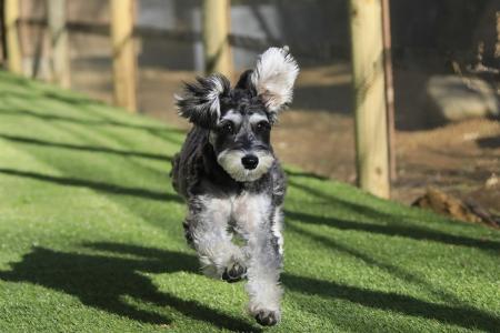 新潟の温泉リゾート宿「ゆとりろ越後湯沢」が愛犬同伴
