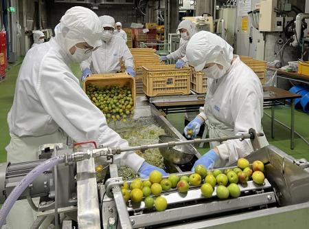 “初夏の風物詩” 酒蔵の「本格梅酒の仕込み」開始