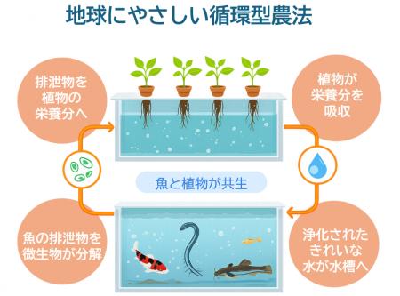 NTT東日本が循環型農業「アクアポニックス」のスマー