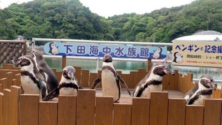 【下田海中水族館】大人気のペンギンイベント再開！～