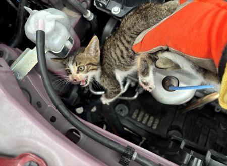 「ニャンと！エンジンルームに猫がいる」6月の“猫入り