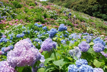 日本の梅雨を愉しむ！形原温泉「あじさいの里」とのコ