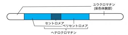 【横浜市立大学】ダイズ種子発生のエピジェネティクス 【横浜市立大学】ダイズ種子発生のエピジェネティクス