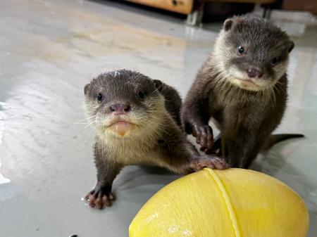 【南知多ビーチランド】カワウソの赤ちゃん 愛称が「