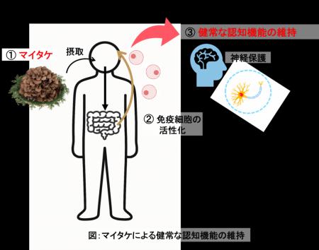 マイタケが認知機能に及ぼす影響に関する研究成果が学