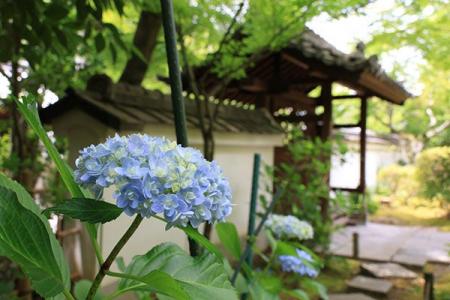 梅雨の訪れとともに高槻市内で色とりどりのアジサイが