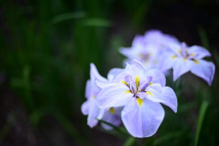【埼玉県狭山市】智光山公園の花菖蒲園が美しい季節へ