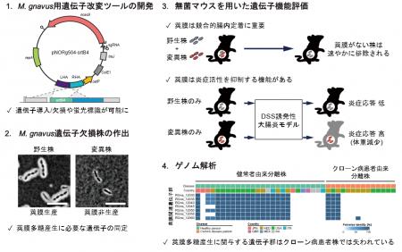 ヒト腸内細菌の遺伝子改変ツールを開発し、腸内定着と