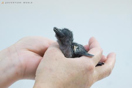 【関西で出会えるのはアドベンチャーワールドだけ！】