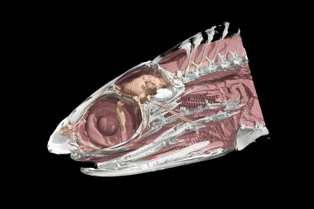 3D解析ソフト「Molcer Plus 2.0」CTセグメンテーショ