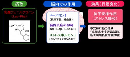 発酵食品に含まれる乳酸フェニルアラニンが動物で精神