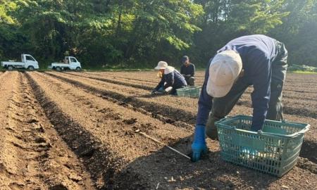 ワタミファーム 倉渕農場にて「菊芋」の播種を実施　