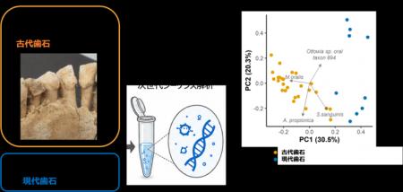 歯石DNAから読み解く、過去の日本人と口腔内微生物の