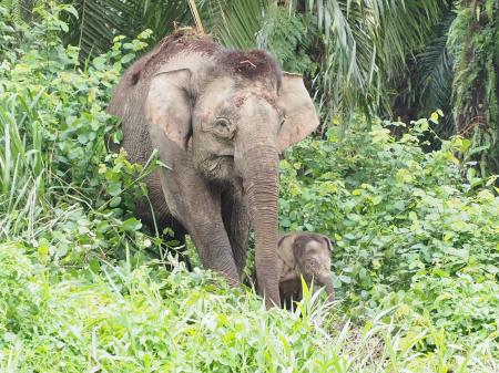 【小学生を大募集】「絶滅危機のボルネオゾウと仲良く