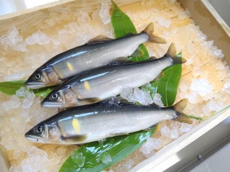 岐阜の鮎、いよいよ解禁！4つの清流の「天然鮎」が、