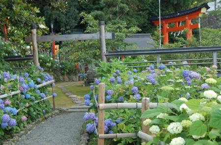 世界遺産‧熊野那智大社で「紫陽花祭」開催 約3,000株 世界遺産‧熊野那智大社で「紫陽花祭」開催 約3,000株