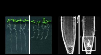 植物がDNAの傷ついた幹細胞を取り除く仕組みを発見 植物がDNAの傷ついた幹細胞を取り除く仕組みを発見