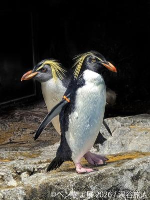 暑い夏に涼を届ける“ペンギン＆金魚”の癒やし作品が集