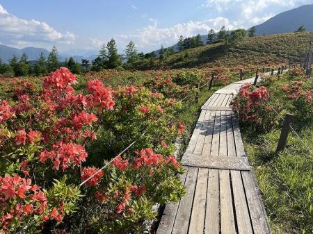 【山梨県韮崎市】約15万株のレンゲツツジが彩る甘利山 【山梨県韮崎市】約15万株のレンゲツツジが彩る甘利山