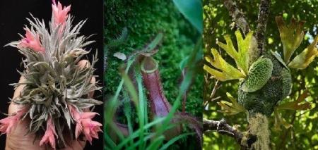 【阪急うめだ本店】「阪急 植物博覧会」6月24日(水)よ