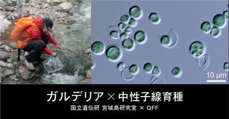 【国立遺伝学研究所 宮城島研究室×QFF】中性子線を活 【国立遺伝学研究所 宮城島研究室×QFF】中性子線を活