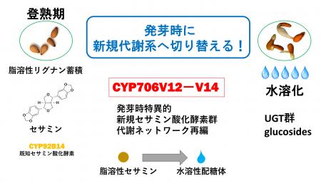 発達段階に応じたリグナン代謝制御機構を解明