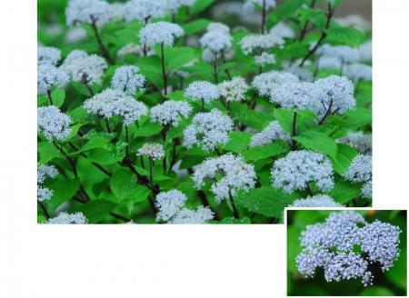 六甲高山植物園 梅雨を彩る優しい香り六甲山自生utf-8 六甲高山植物園 梅雨を彩る優しい香り六甲山自生utf-8