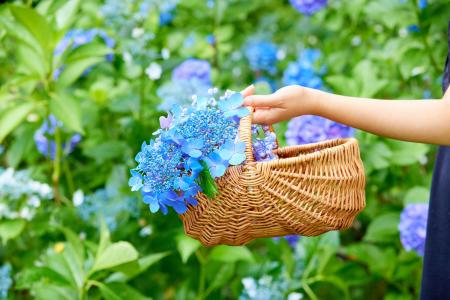 約5000株のアジサイが彩る「あじさいまつり」。初開催
