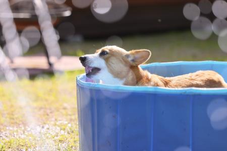 【最大30%OFF】夏の愛犬旅行に！全室「愛犬専用ミニプ
