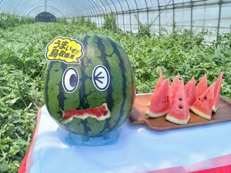 平均重量9.27kg、糖度12.2度 大玉で甘い「鳥取すいか 平均重量9.27kg、糖度12.2度 大玉で甘い「鳥取すいか