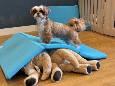 自宅で愛犬の運動習慣を支える三つ折りマット「AirSlo 自宅で愛犬の運動習慣を支える三つ折りマット「AirSlo