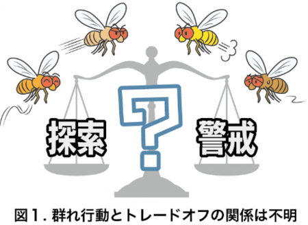 ハエの集団では個性の多様性がトレードオフを改善する