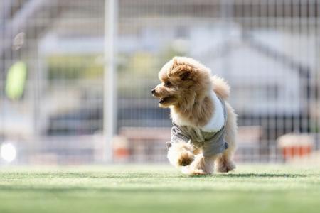 静岡・西伊豆の愛犬宿×土肥金山コラボキャンペーン実