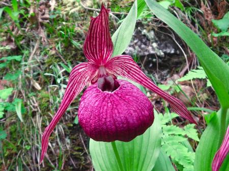 盗掘・食害・気候変動で絶滅危惧 “幻の花”アツモリソ 盗掘・食害・気候変動で絶滅危惧 “幻の花”アツモリソ