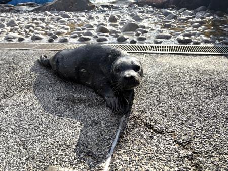 【横浜・八景島シーパラダイス】ゼニガタアザラシの赤