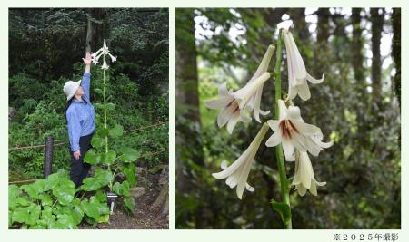 六甲高山植物園 まもなく開花!巨大な ヒマラヤutf-8 六甲高山植物園 まもなく開花!巨大な ヒマラヤutf-8