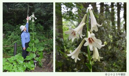 六甲高山植物園 まもなく開花! 巨大な ヒマラヤウバ 六甲高山植物園 まもなく開花! 巨大な ヒマラヤウバ