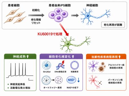 ヒトiPS細胞由来神経細胞に老化を誘導する新技術を開