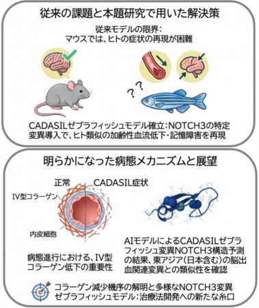 小さな魚「ゼブラフィッシュ」が難病解明の鍵に！　～