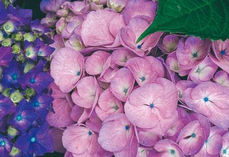 写真誌編集歴20年のプロが教えるスマホ撮影の決定版ガ