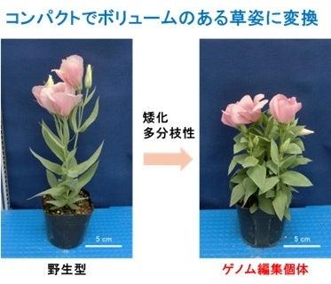 ゲノム編集技術を用いてトルコギキョウを鉢花に適した ゲノム編集技術を用いてトルコギキョウを鉢花に適した