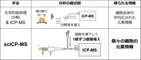 単一細胞中の微量元素分析サービスを開始