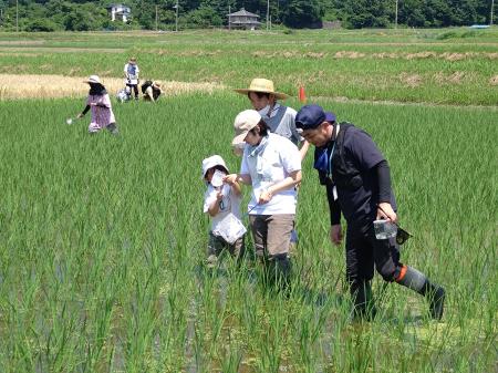 北杜市の田んぼで生き物調査 子どもたちと感じる生物 北杜市の田んぼで生き物調査 子どもたちと感じる生物