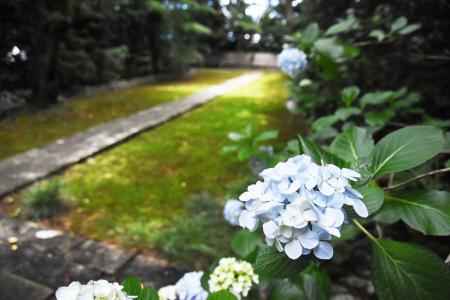 【枯山水庭園・苔・アジサイ】歴史と自然を感じる~こ