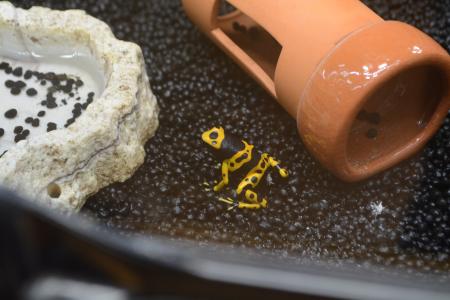 あめあめ ふれふれ カエル展【国営アルプスあづみの公