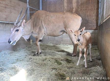 「ウシ科最大級」エランドの赤ちゃんが誕生!生まれた 「ウシ科最大級」エランドの赤ちゃんが誕生!生まれた