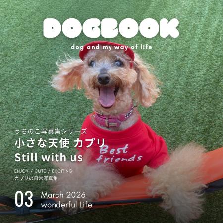 トイプードルのカプリちゃんの魅力がぎっしり！