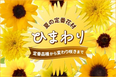 【ひまわり販売開始】1本90円~鮮度抜群のひまわりを 【ひまわり販売開始】1本90円~鮮度抜群のひまわりを