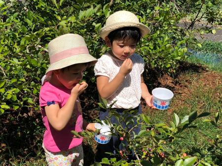 【JAF岐阜】家族や友人と夏の味覚を楽しむ「ブルーベ